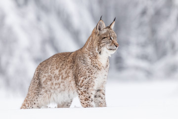 Naklejka premium Young Eurasian lynx on snow. Amazing animal, running freely on snow covered meadow on cold day. Beautiful natural shot in original and natural location. Cute cub yet dangerous and endangered predator.