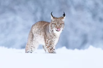 Fotobehang Jonge Euraziatische lynx op sneeuw. Geweldig dier, vrij rennend op besneeuwde weide op koude dag. Mooie natuurlijke opname op originele en natuurlijke locatie. Leuke welp maar toch gevaarlijk en bedreigd roofdier. © janstria