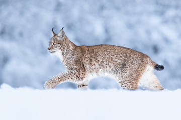 Young Eurasian lynx on snow. Amazing animal, running freely on snow covered meadow on cold day. Beautiful natural shot in original and natural location. Cute cub yet dangerous and endangered predator. © janstria