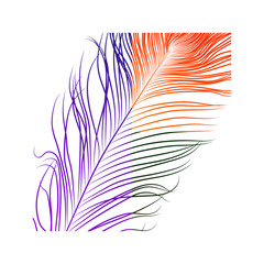 peacock plume design. colorful feather vector illustration