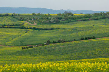 Rape fields in Moravia.near Mistrin, Czech Republic