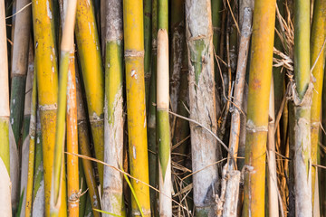 Packed and tight yellowish green bamboo trunks