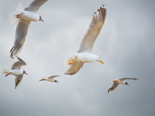 Seagulls flying high with wide spread wings towards light against a blue cloudy sky, inspirational concept of freedom and aspiration.