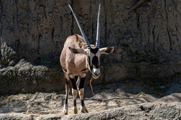 Oryx african antelope portrait