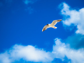 Beautiful seagull, bird flying winged on sunny day, blue sky and clouds background.
