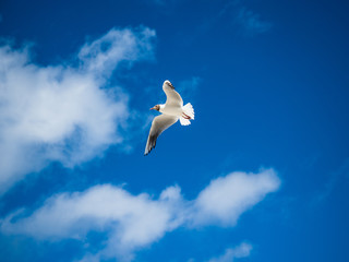 Beautiful seagull, bird flying winged on sunny day, blue sky and clouds background.