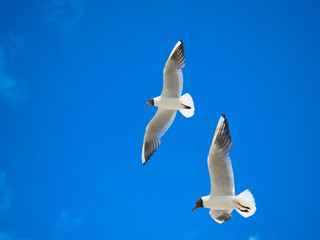 Beautiful seagull, bird flying winged on sunny day, blue sky and clouds background.