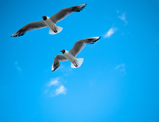Beautiful seagull, bird flying winged on sunny day, blue sky and clouds background.