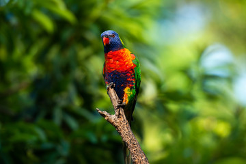 Rainbow lorikeet