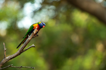 Rainbow lorikeet
