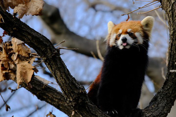 red panda