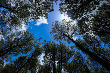 pine trees and blue sky