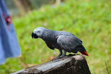 A gray Ara parrot is parked on a dry tree. Closeup view of the parrot Ara
