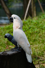 A white Ara parrot is parked on a dry tree. Closeup view of the parrot Ara