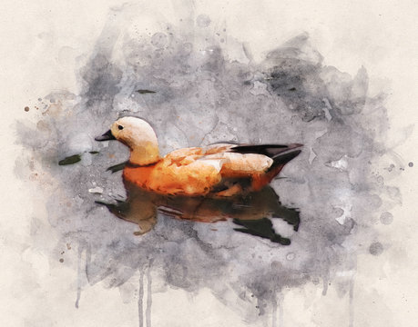 Duck on the water. Digital watercolor. Ruddy shelduck, Tadorna ferruginea. India animal. Brahminy duck. Wild bird painting for poster, interior decor, print.