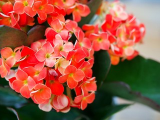 Red Kalanchoe, Cute and easy to care for, kalanchoe is a succulent with large green foliage and clusters of small flowers that bloom for many weeks indoors.