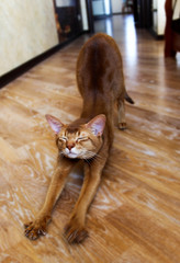 bright ginger cat in the morning. charging the cat. graceful animal does warm up. healthy lifestyle in abyssinian cats. motivation for a healthy diet and lifestyle. 