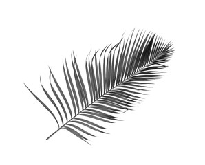 black leaf of palm isolated on white background