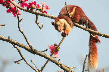 Malabar Giant Squirrel