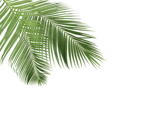 green palm leaves on white background