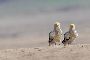 Egyptian Vulture