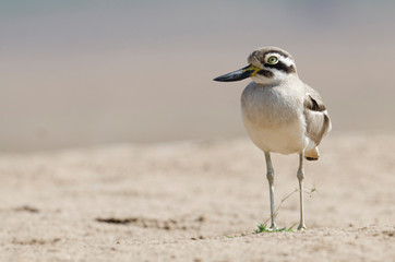 Greater Thick Knee