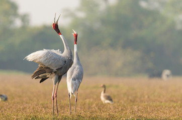 Sarus Cranes