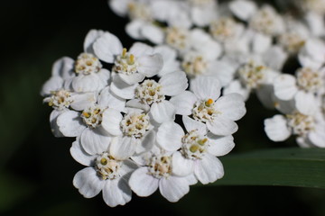 yarrow