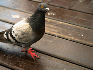 A pigeon on a wooden floor walking and looking for food.