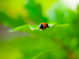 Ladybug on green leaf defocused blurred background with copy space.