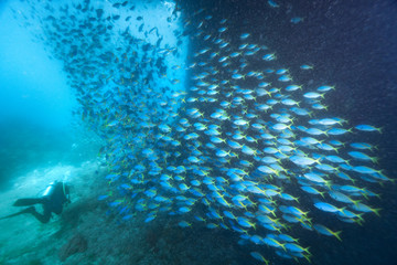 Fototapeta premium School of Yellow back fusilier fish (Caesio teres ) at coral reef, Indonesia