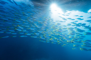School of Yellow back fusilier fish in sunlight underwater, Indonesia