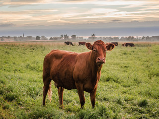 Brown organic eco cows eating green grass in a farm outdoor by natural. with beautiful colourful sunset sky. Dairy cow