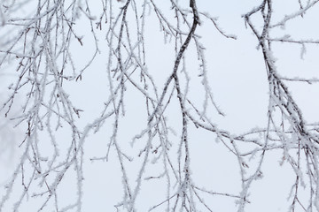Obraz premium Winter background with white snow-covered birch branches and snowflakes