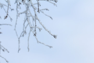 Winter background with white snow-covered birch branches and snowflakes. Thin frozen tree branches against the blue sky.