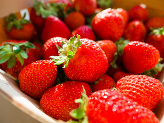 Wooden basket of freshly picked, harvested ecological strawberry. 