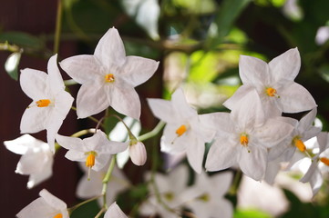 Five- pointed white jasmine