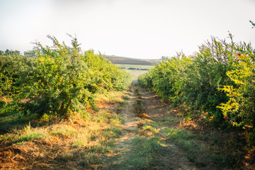 Pomegranate Fruit Trees on Pomegranate Tree Plant Farm