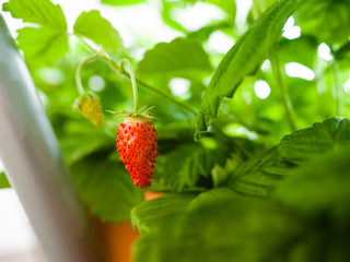 wild strawberry plants