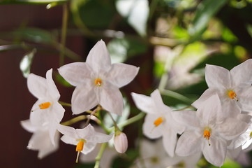 Five- pointed white jasmine