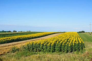 Field of sunflowers and wheat