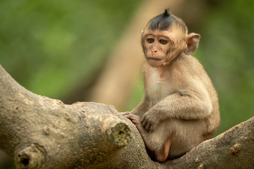 Baby long-tailed macaque looks down from branch