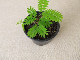 Aus Samen gezogener junger Seidenbaum im Pflanztopf