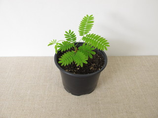 Aus Samen gezogener junger Seidenbaum im Pflanztopf