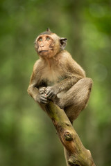 Baby long-tailed macaque looking up on branch
