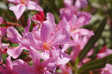 Pink oleander
