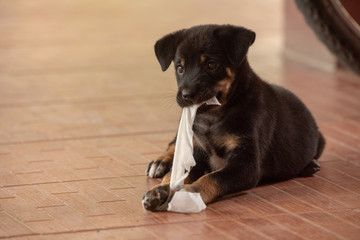 Puppy ripping up tissue on tiled floor