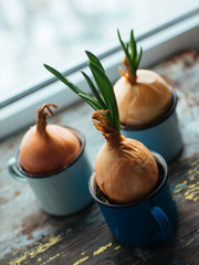 sprouted onions on a windowsill, green winter, do it yourself.