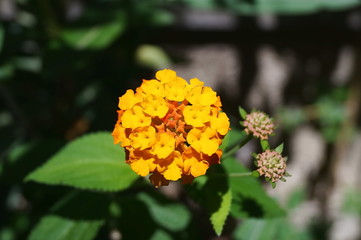 Orange Yarrow