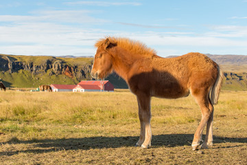 Iceland's thoroughbred horses graze on pasture